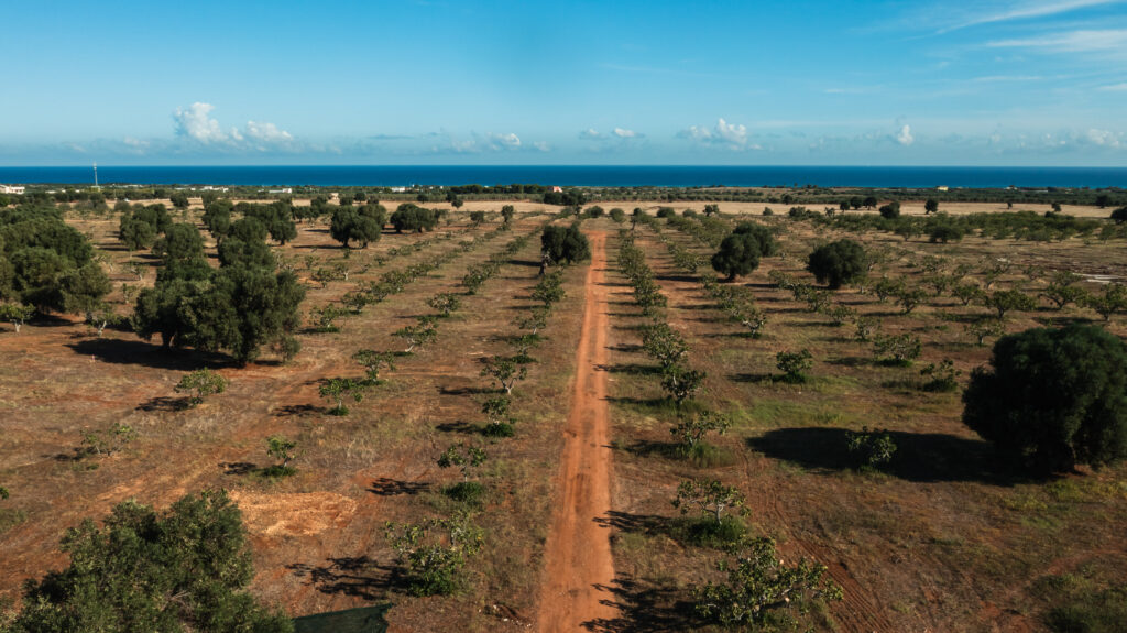 felder der olivenfarm in apulien cmasseria tumpagno pletzer resorts 1024x575 1