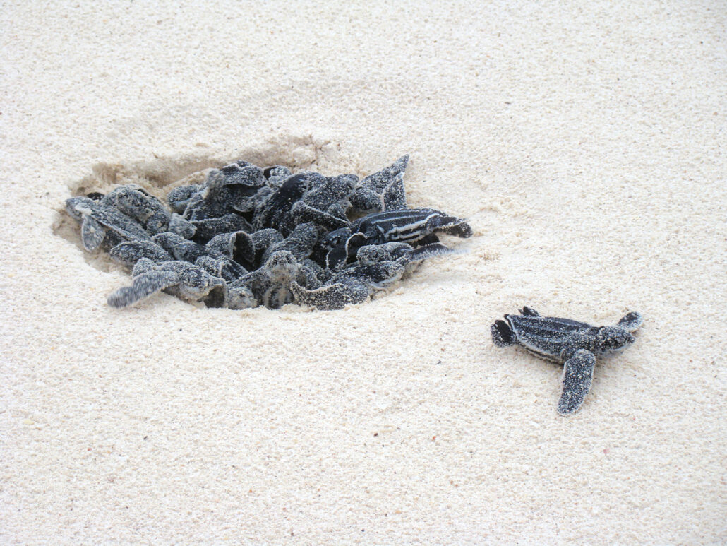 ©Bucuti & Tara Beach Resort