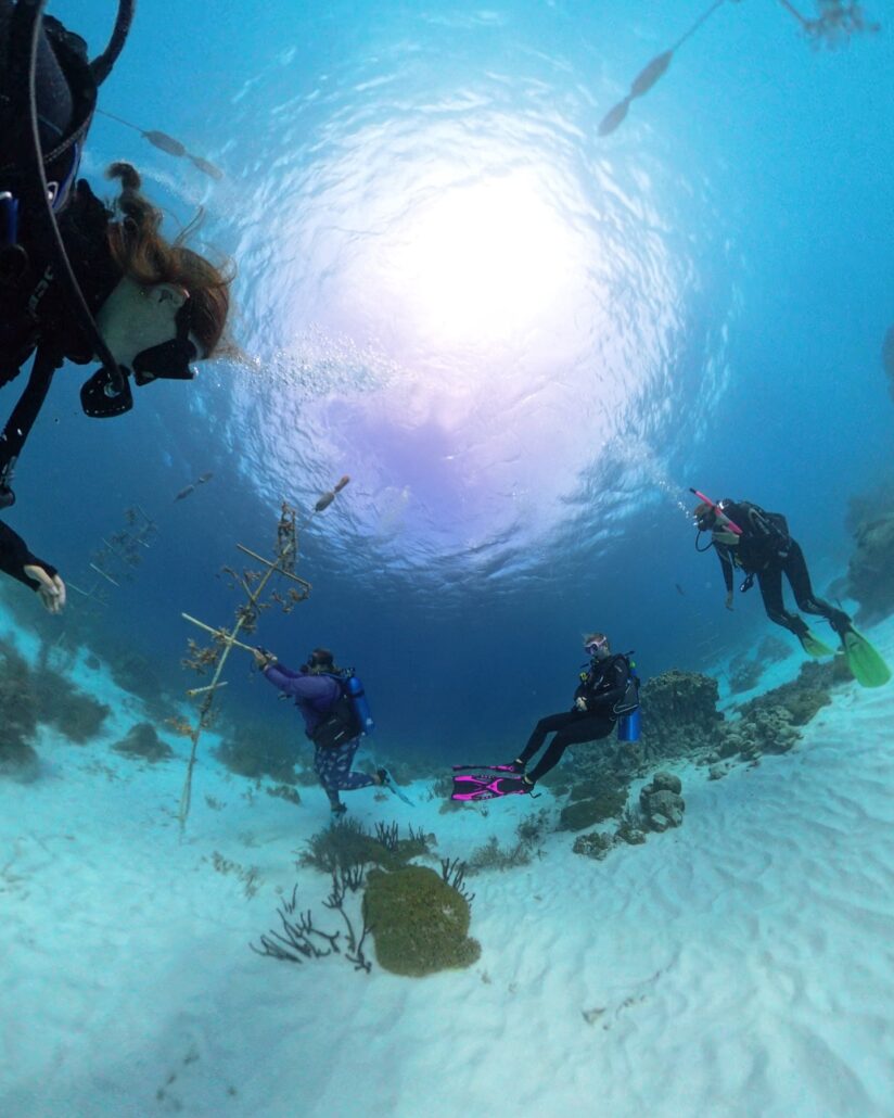 ©Bucuti & Tara Beach Resort