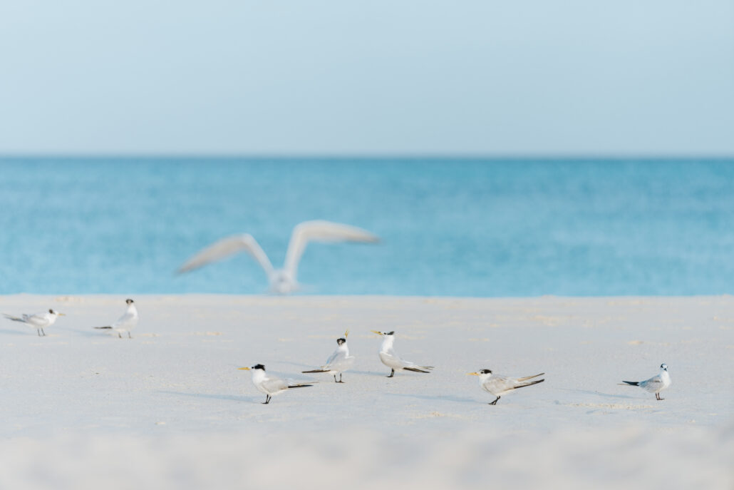 ©Bucuti & Tara Beach Resort