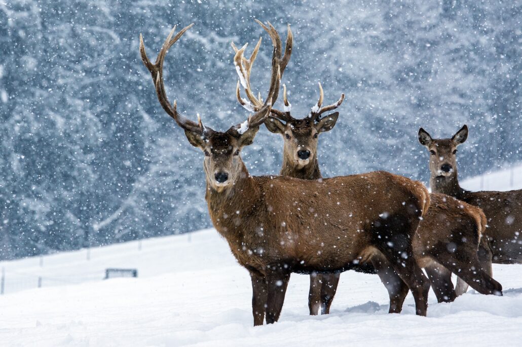 DSC3570 Bearbeitet 1