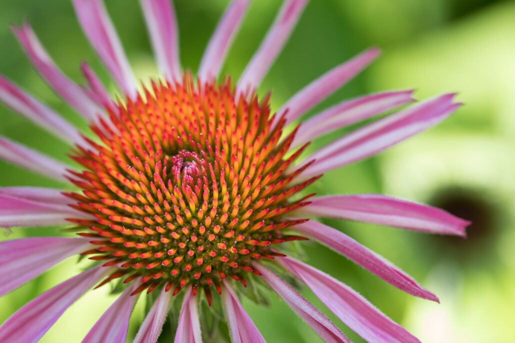 HD 200709 Valmont selection201206©JulieMasson 1110