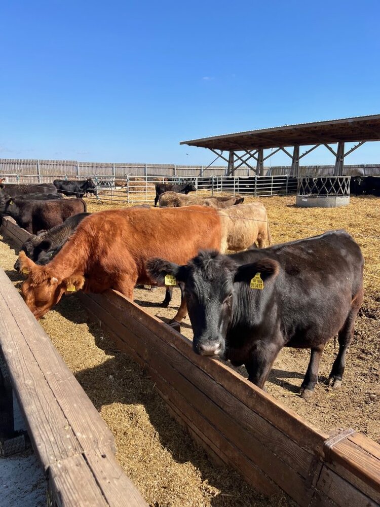 IMG 8291 1 768x1024 1