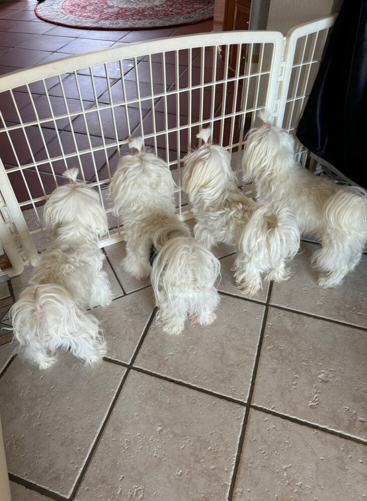 IMG 8930 1 750x1024 2