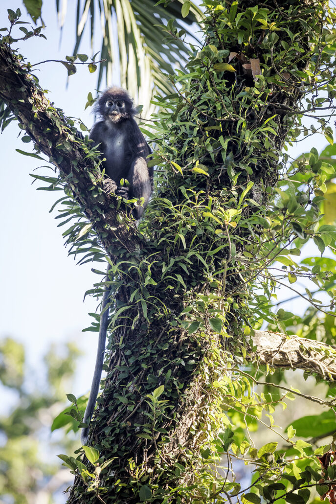 The Datai Langkawi Dusky Langur 02