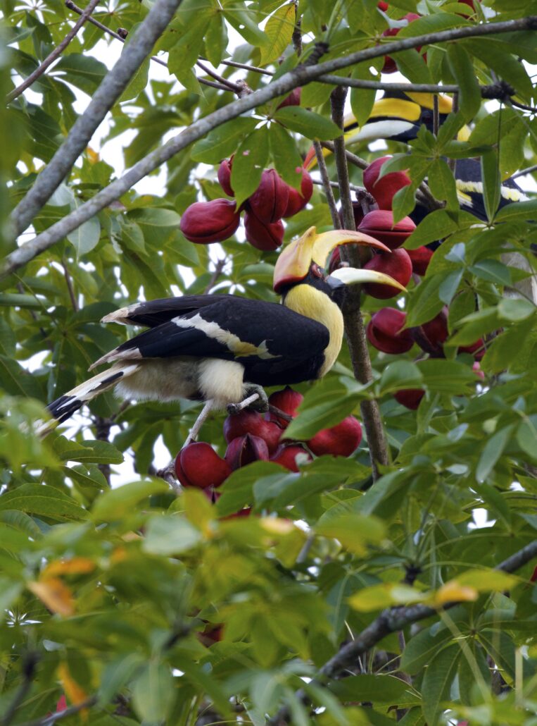 The Datai Langkawi Great Hornbill