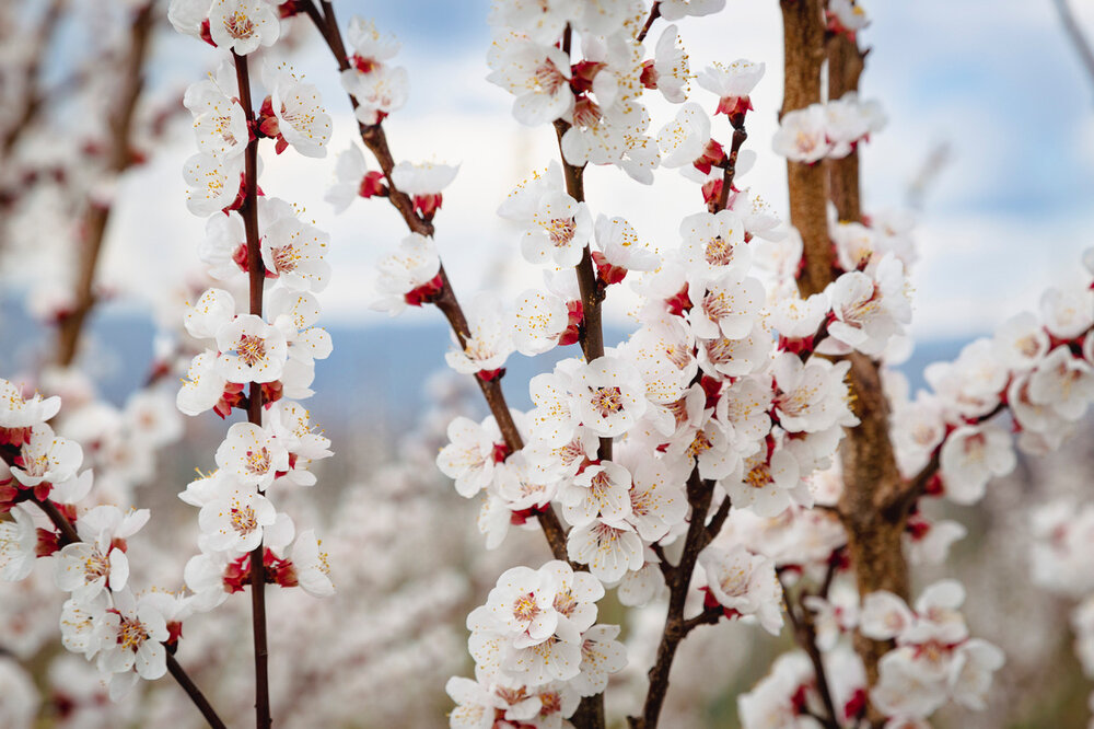 WNK Marillenbluete c Barbara Elser 2