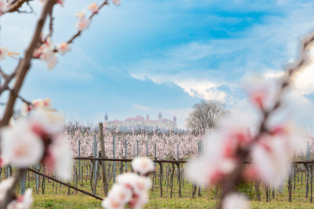 WNK Marillenbluete c Barbara Elser 9