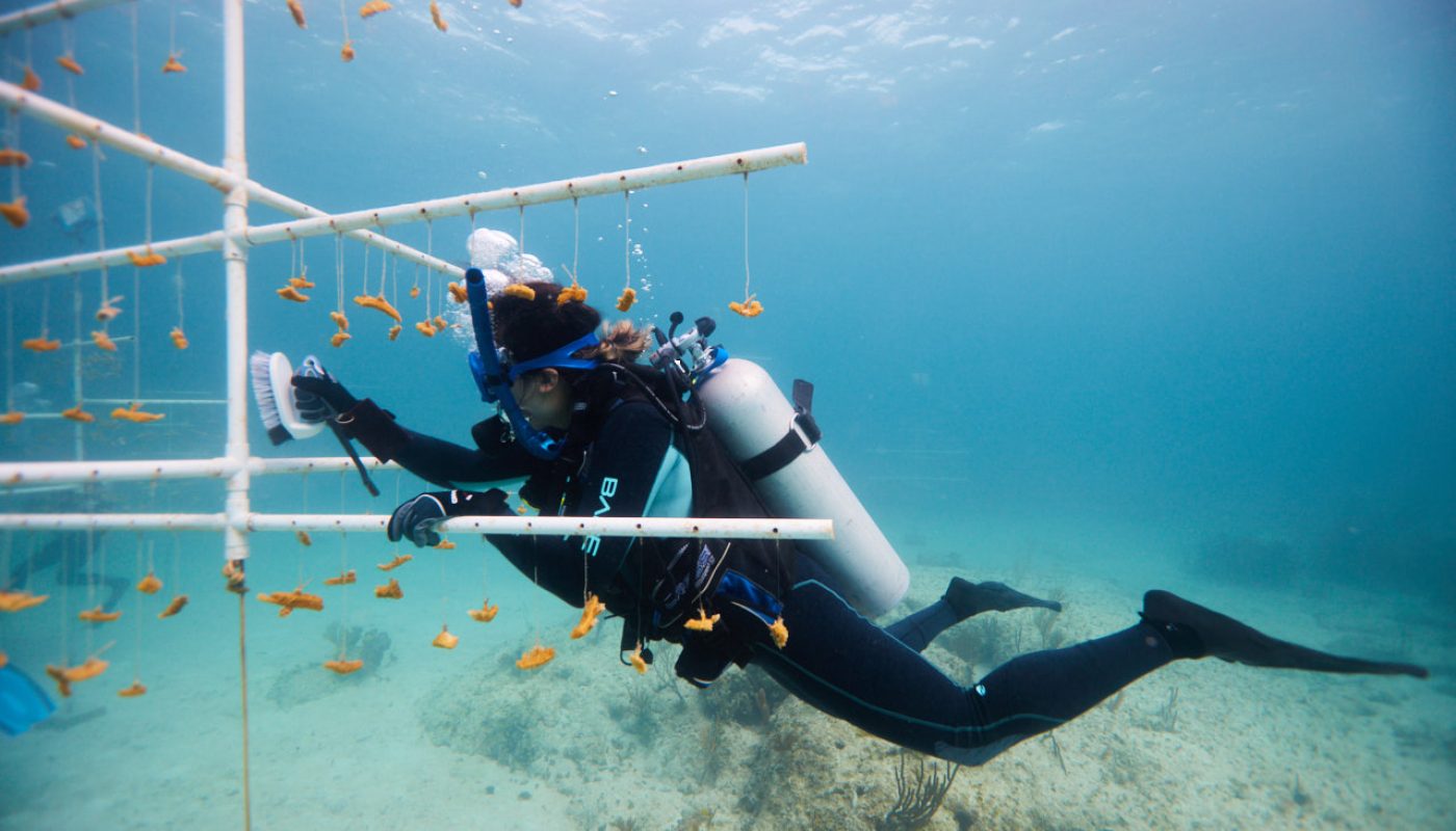 PADI-AWARE-Foundation-c-PADI-1